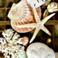 Nature Collection Sea Biscuit, Seashell, & Brass Earrings